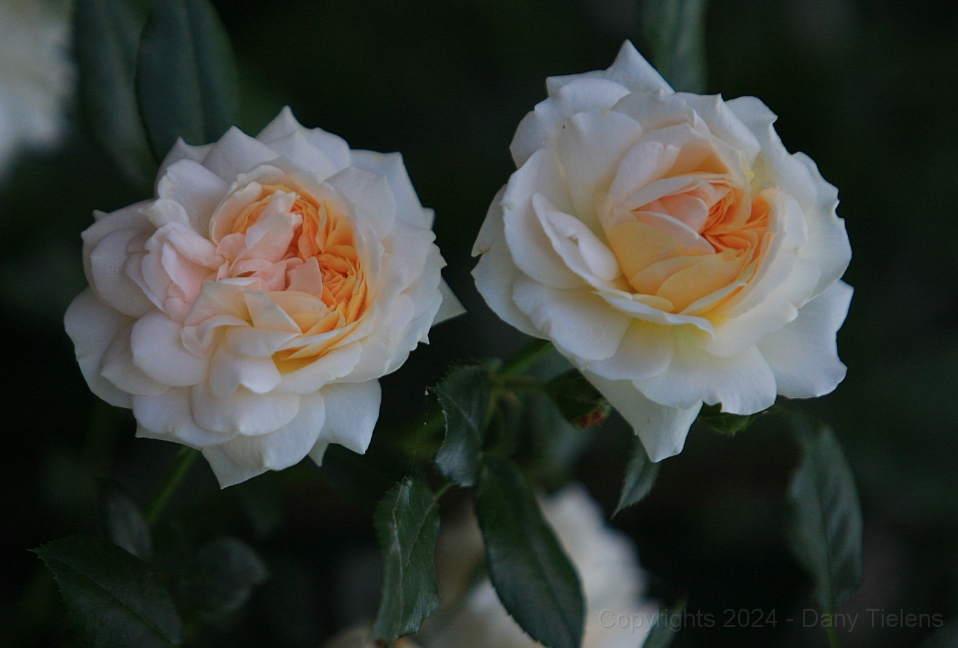 Rosa - Garden Of Roses - 01.jpg